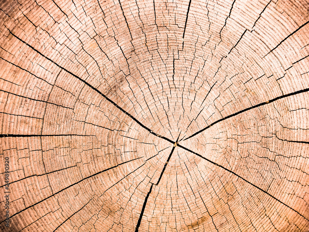 Fototapeta premium Baumstumpf