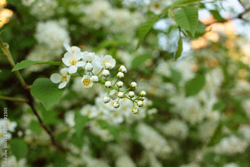 White flowers of bird cherry