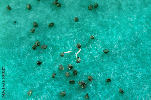 Germination of onion seeds and preparation for planting in the ground. Seeds lie on a porous wet surface, some of them already have roots. suitable for website, catalog