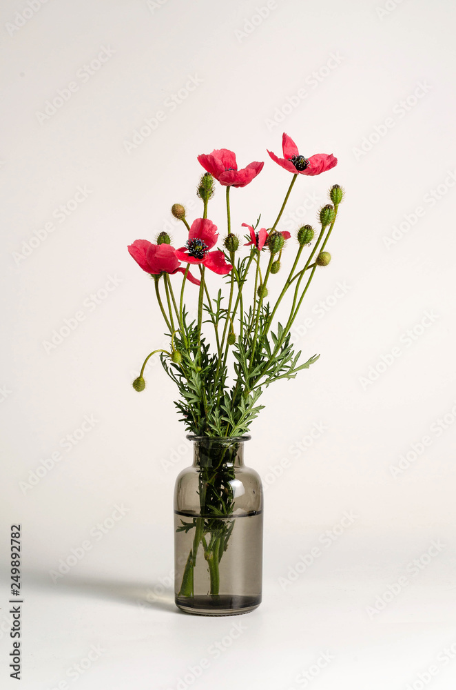 Obraz premium Poppy Bouquet Flower