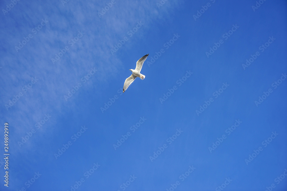 Beautifull seagull is flying, blue sky with white clouds in the background Beautifull seagull is flying, blue sky with white clouds in the background