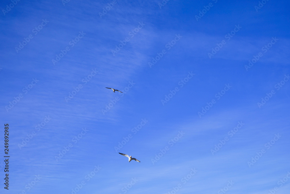 Beautifull seagull is flying, blue sky with white clouds in the background