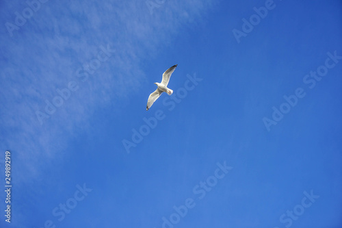 Beautifull seagull is flying  blue sky with white clouds in the background