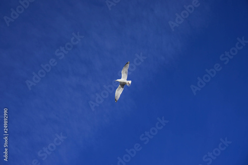 Beautifull seagull is flying  blue sky with white clouds in the background