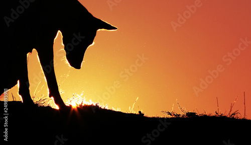 Dog on the background of the sunset breed Belgian Shepherd Malinois