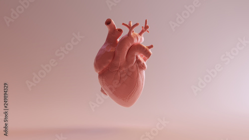 Pink Porcelain Anatomical Heart 3d illustration 3d render photo