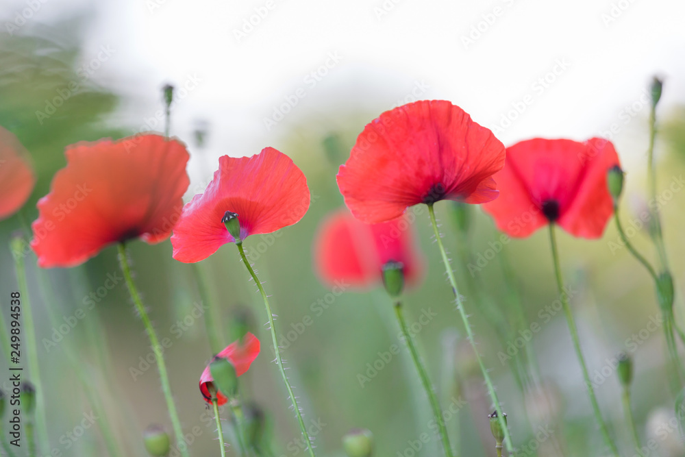 Obraz premium Red poppies field, remembrance day symbol