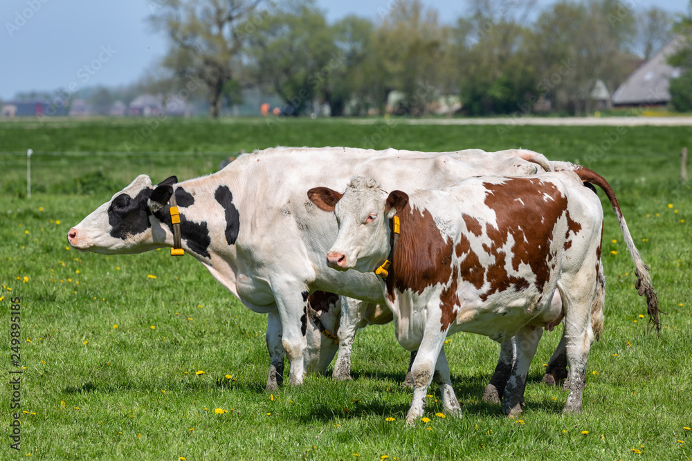 Dutch rural landscape in Groningen with grazing cows