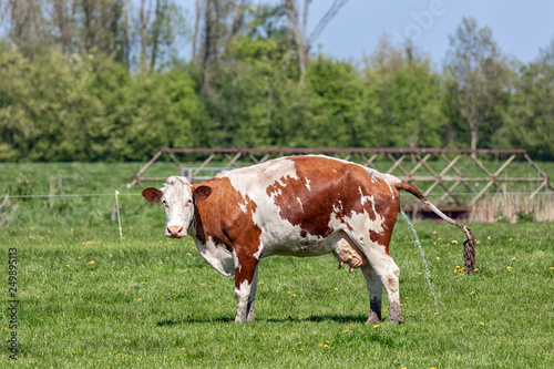 Fotografi Dutch rural landscape in Groningen with urinating cow