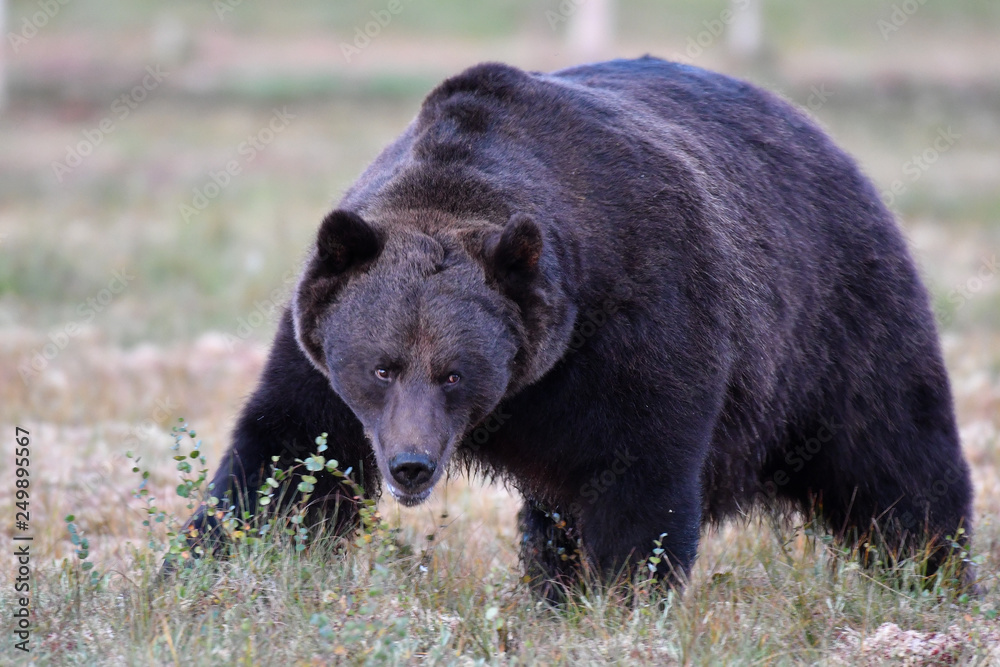 Bär Bär