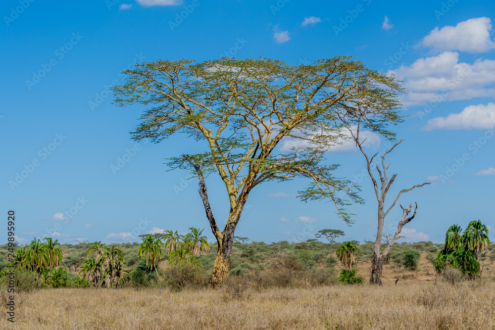 Safari en Serengeti