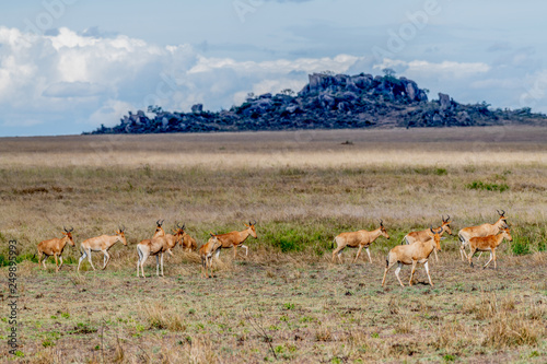 Ant  lopes en Serengueti  Tanzania