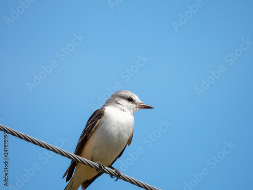 SCISSOR-TAILED FLYCATCHER