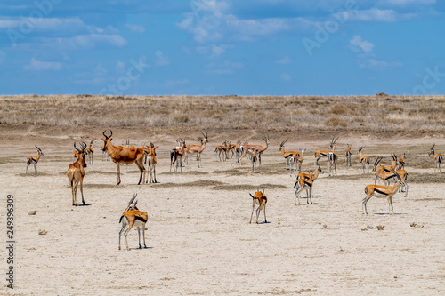 Gazelas de Thomson  Serengueti  Tanzania