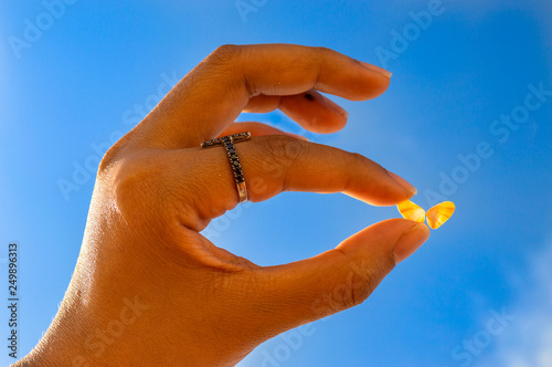 holding a Coquina or butterfly shell on a blue sky 