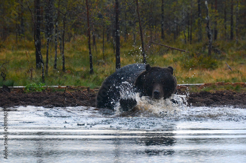 Bär beim Fischfang