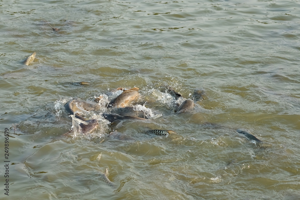 Fototapeta premium Fish eat in the pond