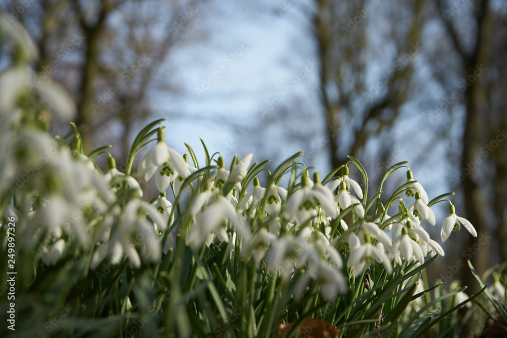 Obraz premium Schneeglöckchen