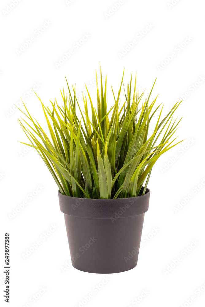 green potted plant, on white background, isolated green potted plant, on white background, isolated