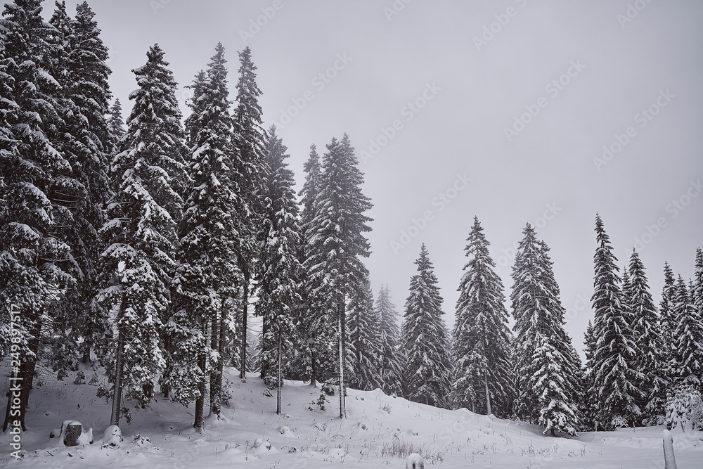 Naklejka premium beautiful nature covered in snow