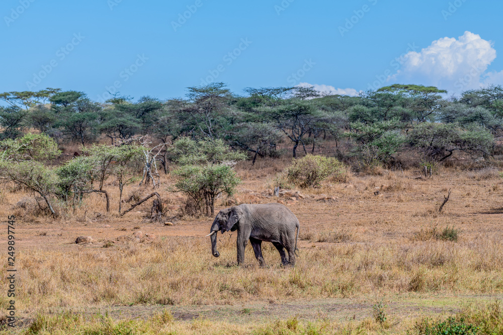 Elefante, Serengueti, Tanzania