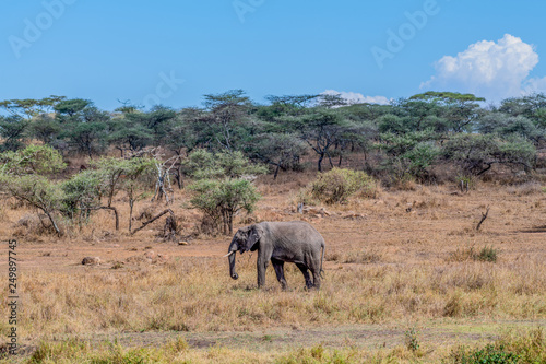 Elefante, Serengueti, Tanzania