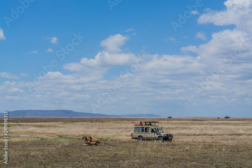 Fototapeta Naklejka Na Ścianę i Meble -  Leones en el Serengeti