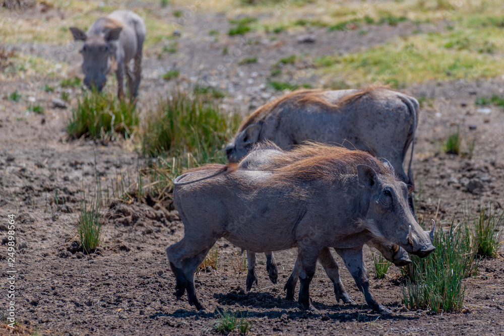 Fototapeta premium Pumba en el Serengeti