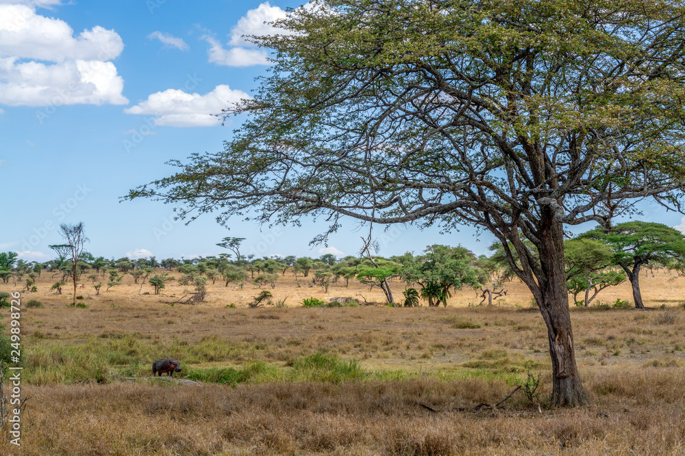 Hipopótamo en el Serengueti