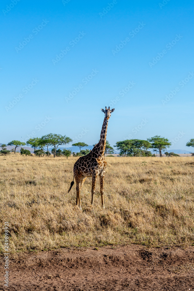 Jirafas en el Serengueti