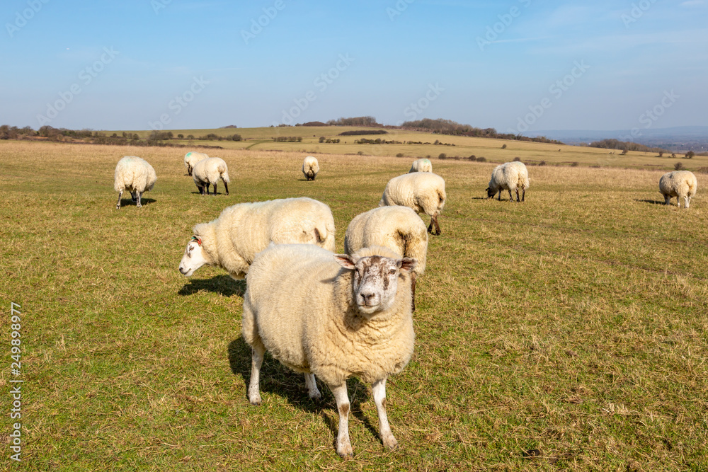 Obraz premium Sheep in the Sussex Countryside