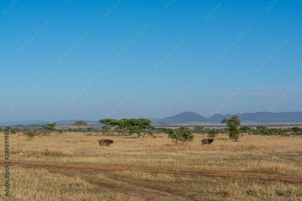 Obraz premium Búfalo en el Serengueti