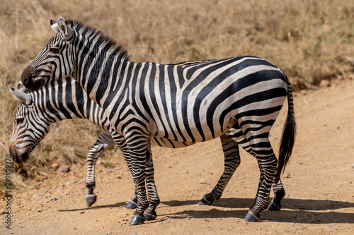 Zebra en el Serengueti