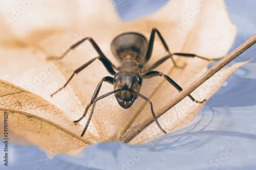 Ant is sitting on a small leaf, reflected in the water.