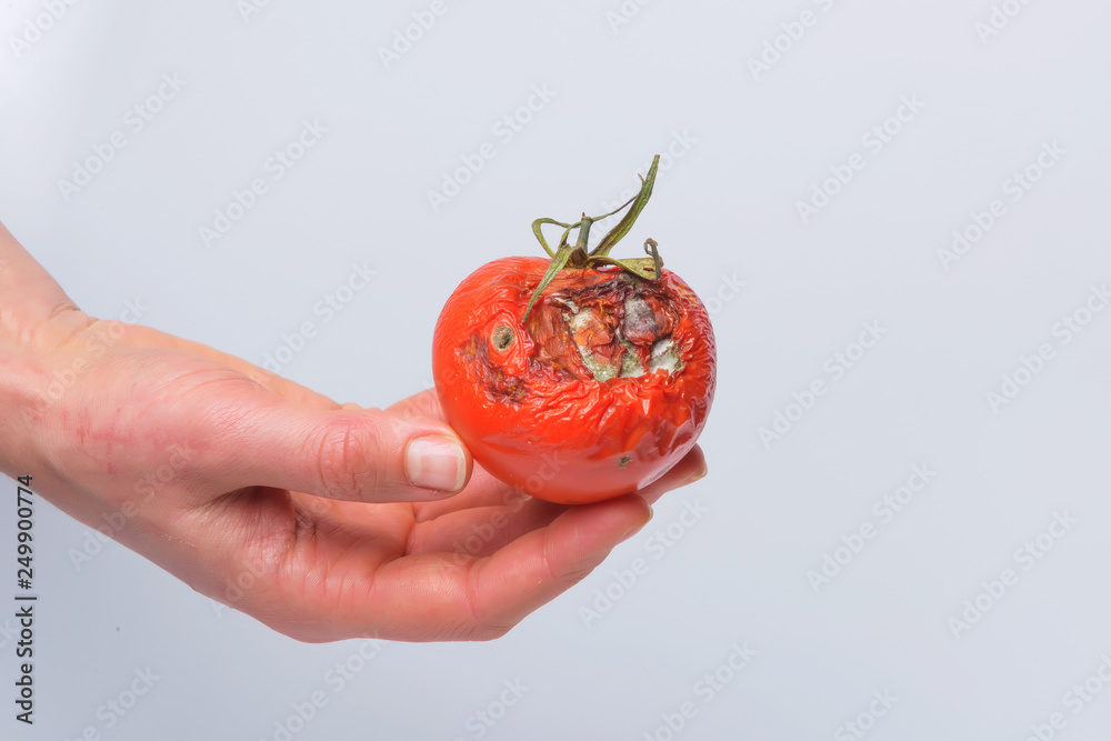 Rotten tomato. Mold on vegetables. Rotten product. Spoiled food