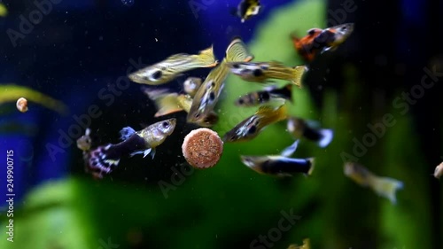 Guppy eats in the aquarium photo