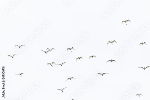 flock of herons flying © CESARVR