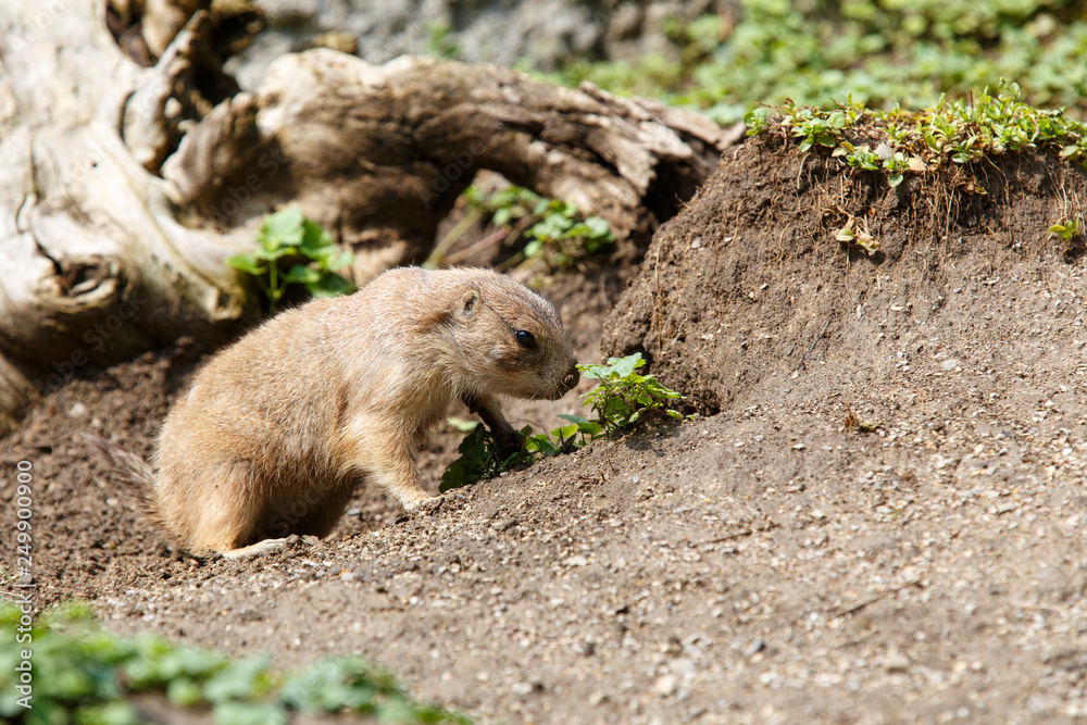 Obraz premium Marmot in wild nature digging ground under tree