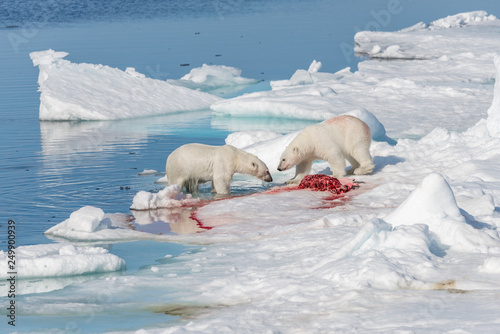 Two wild polar bears eating killed seal on the pack ice north of Spitsbergen Island  Svalbard