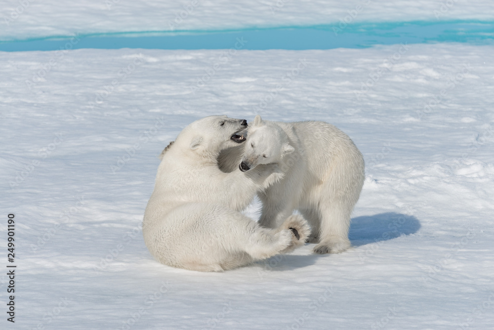 Two young wild polar bear cubs playing on pack ice in Arctic sea, north of Svalbard Two young wild polar bear cubs playing on pack ice in Arctic sea, north of Svalbard