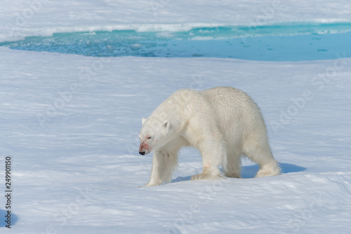 Wild polar bear  Ursus maritimus  going on the pack ice north of Spitsbergen Island  Svalbard