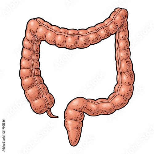 Human anatomy large intestine. Vector black vintage engraving illustration