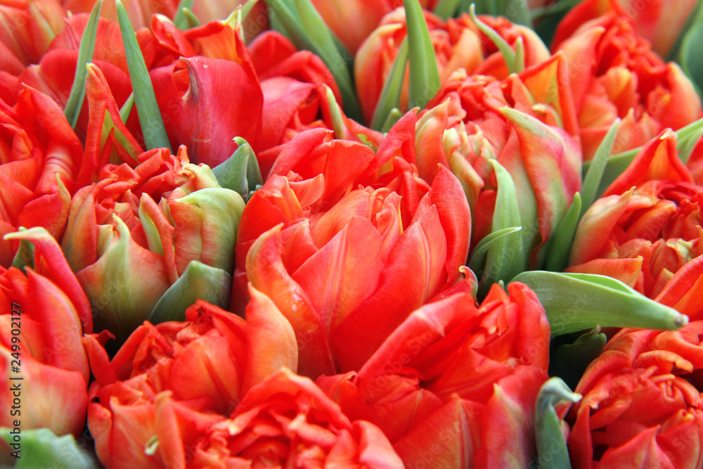 bunch of tulips bunch of tulips