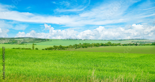 Green field and blue sky with light clouds. Wide photo.