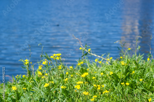 spring primrose - Caltha Marsh Marigold, sunny day on the river