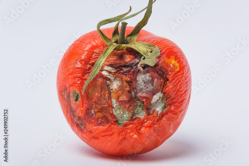 Rotten tomato. Mold on vegetables. Rotten product. Spoiled food. Rotten vegetable. Tomato with mold. Mold fungus. Broken the surface of the tomato. A product that has been affected by mold. photo