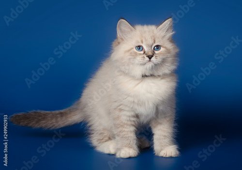 Fluffy beautiful kitten Nevskaya Masquerade with blue eyes posing on a blue background. © Жаринов Дмитрий