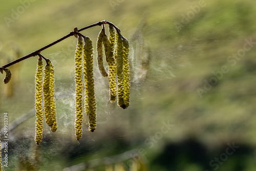 Pollenflug Erle, Haselblüte mit fliegenden Pollen, Blühender Hasel mit abfliegenden Pollen, Pollenflug von männlichen Haselkätzchen, Haselpollenflug nach Windstoß, Corylus avellana Pollenflug	 photo