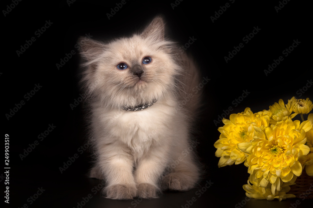 Fluffy beautiful kitten Nevskaya Masquerade with blue eyes posing on a black background.