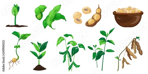 Soybean icons set. Cartoon set of soybean vector icons for web design photo
